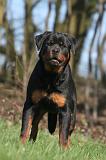 ROTTWEILER 615